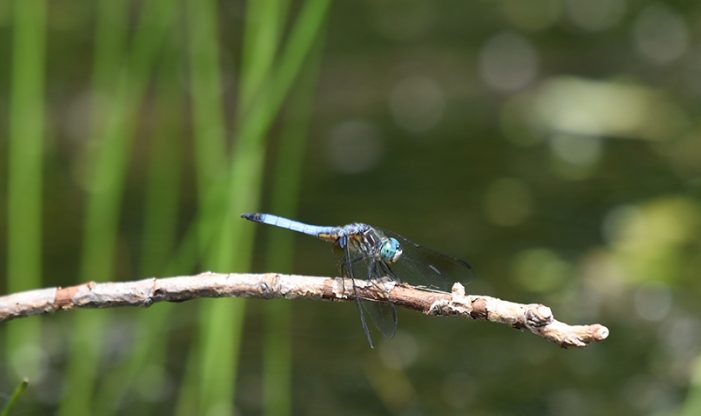 Schlitz Audubon Summer Seasonal Sightings