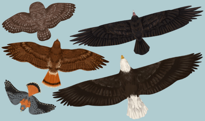 How to identify birds of prey