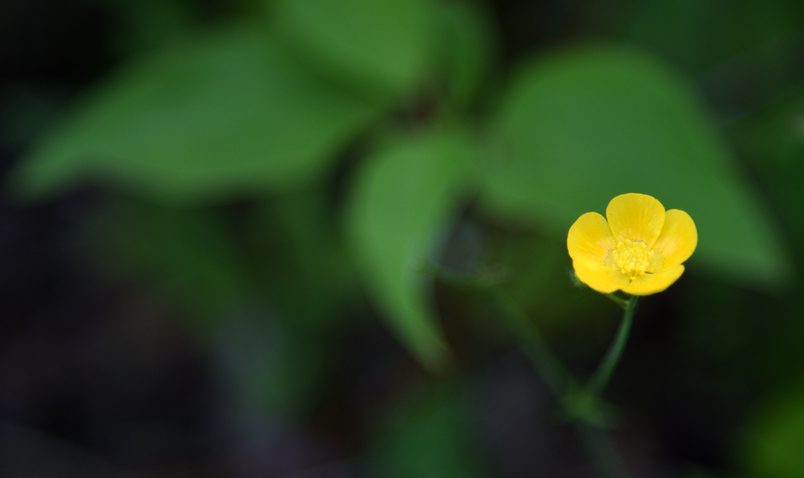 Walk in the Woods Buttercup Schlitz Audubon