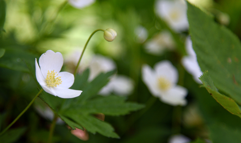 Walk in the Woods Canada Anemone Schlitz Audubon