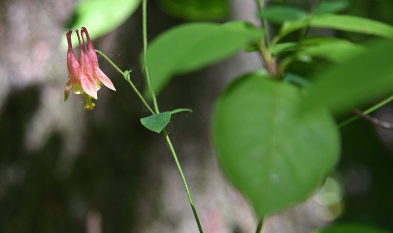 Walk in the Woods Wild Columbine Schlitz Audubon