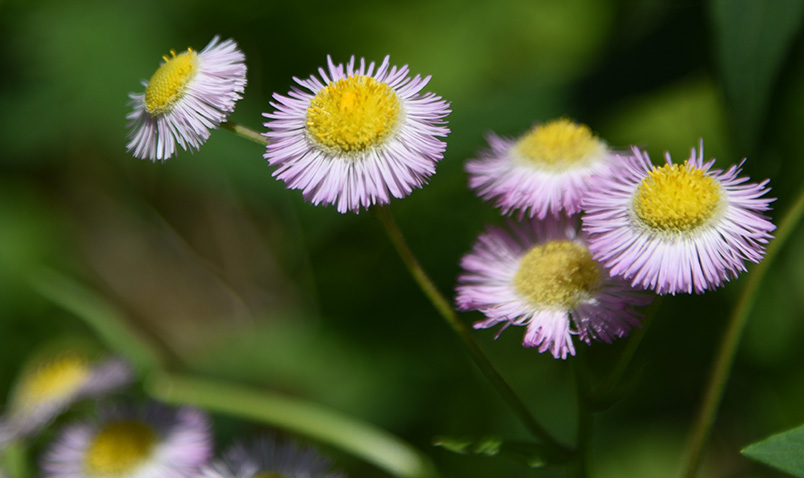 A walk in the woods at Schlitz Audubon Daisy Fleabane