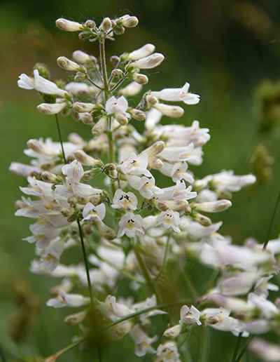 Walk in the Woods Foxglove Beardtongue Schlitz Audubon