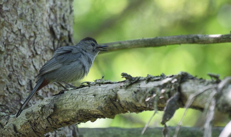 Gray Catbird Schlitz Audubon