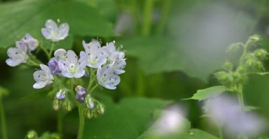 Great Waterleaf Schlitz Audubon