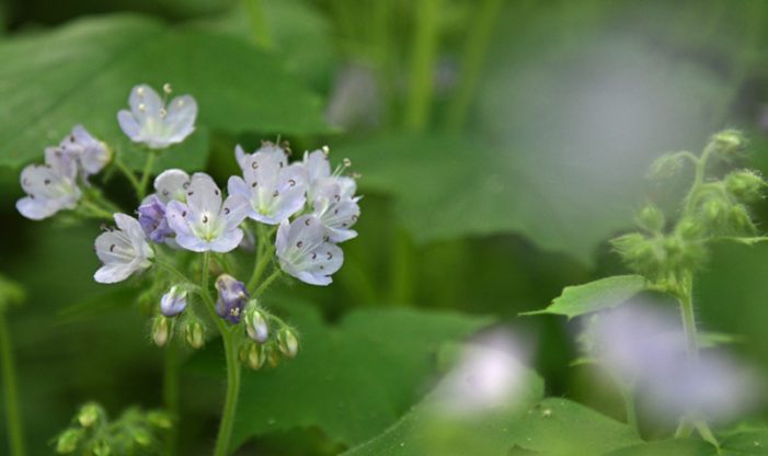 Great Waterleaf Schlitz Audubon