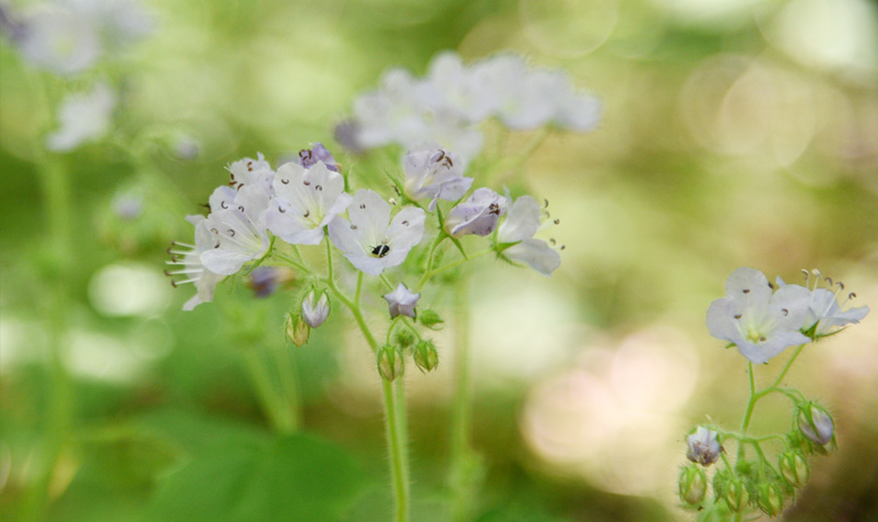 Walk in the Woods Great Waterleaf Schlitz Audubon