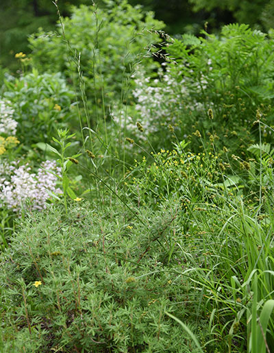 Walk in the Woods Silverweed Schlitz Audubon