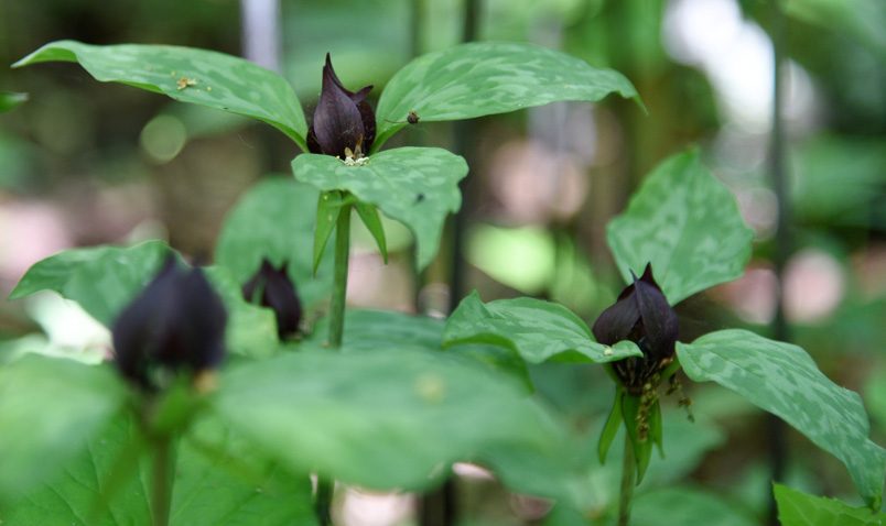 Prairie Trillium Schlitz Audubon