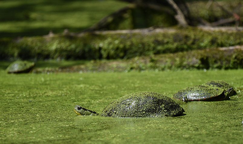 Walk in the Woods Schlitz Audubon Blandings Turtle