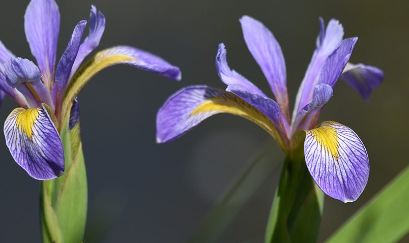 Walk in the Woods Schlitz Audubon Blue Flag Iris