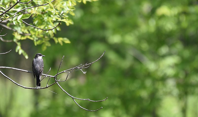 Walk in the Woods Schlitz Audubon Eastern Kingbird