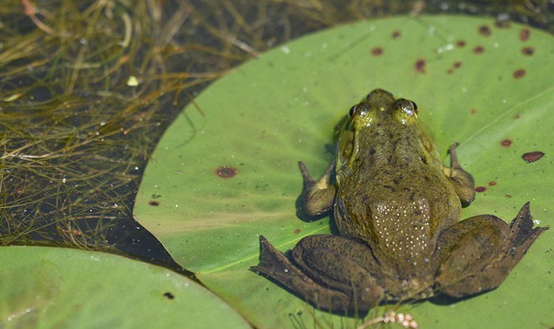 Walk in the Woods Schlitz Audubon Green Frog