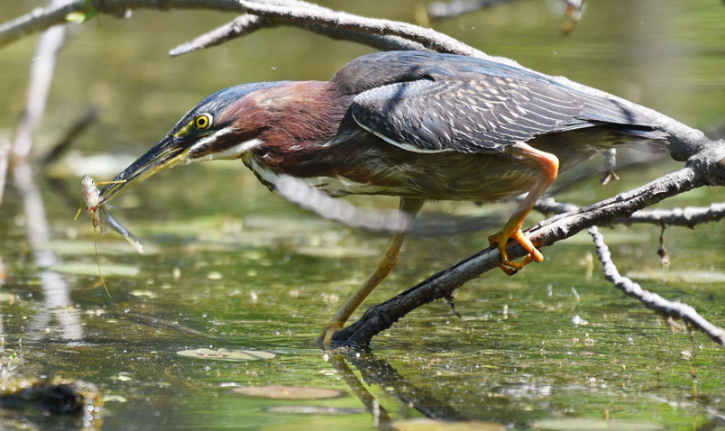 Walk in the Woods Schlitz Audubon Green Heron Hunting A Variety of Green