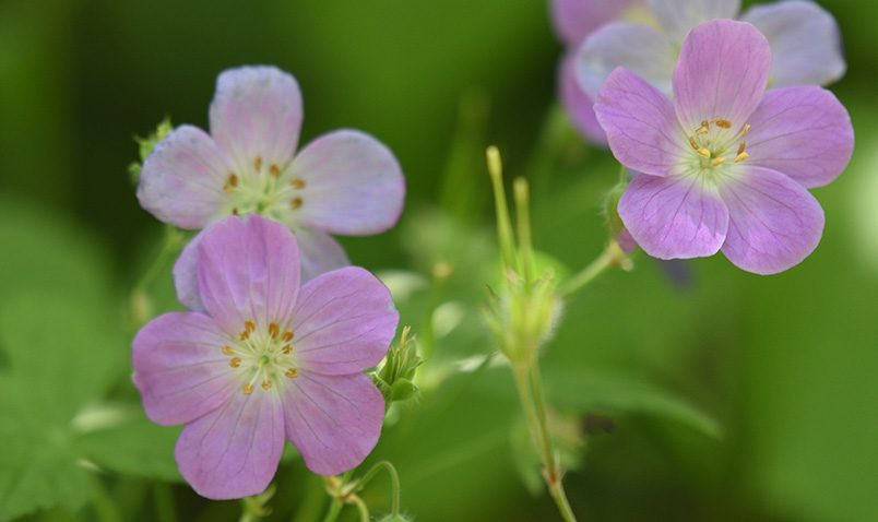 Walk in the Woods Schlitz Audubon Wild Geranium