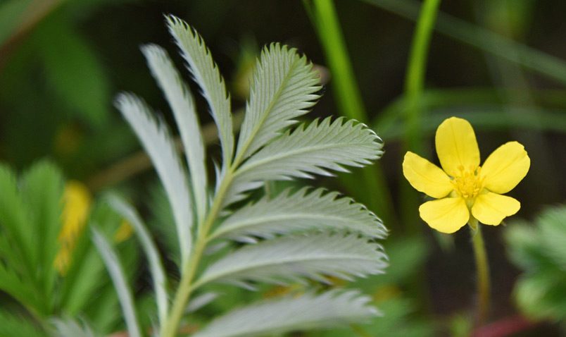 Silverweed Schlitz Audubon