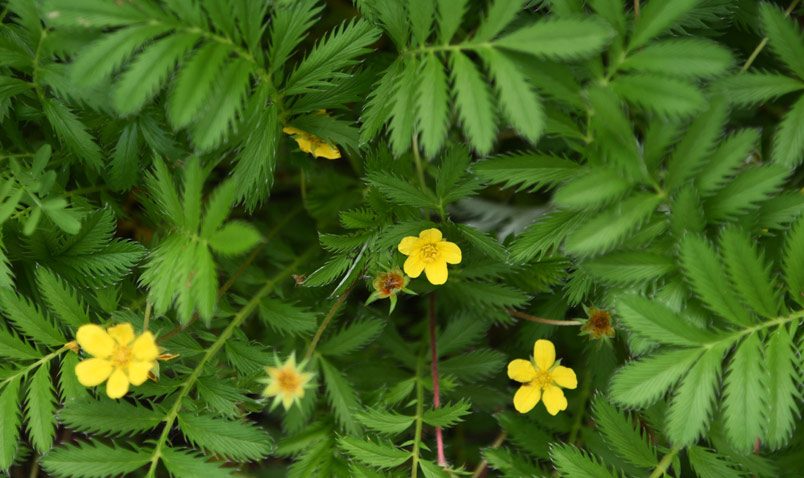 Walk in the Woods Silverweed Schlitz Audubon