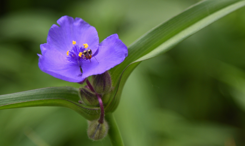 Spiderwort at Schlitz Audubon, early summer blooms