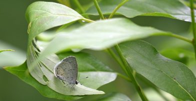 walk in the woods summer solstice spring azure