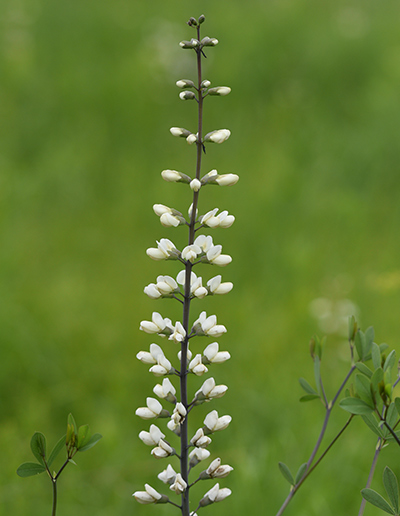 Baptisia on the first day of summer.