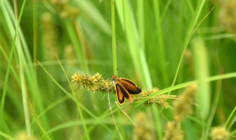 least skipper schlitz audubon summer solstice