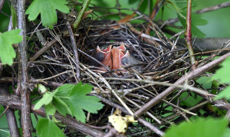 Recently hatched Northern Cardinal nestlings.