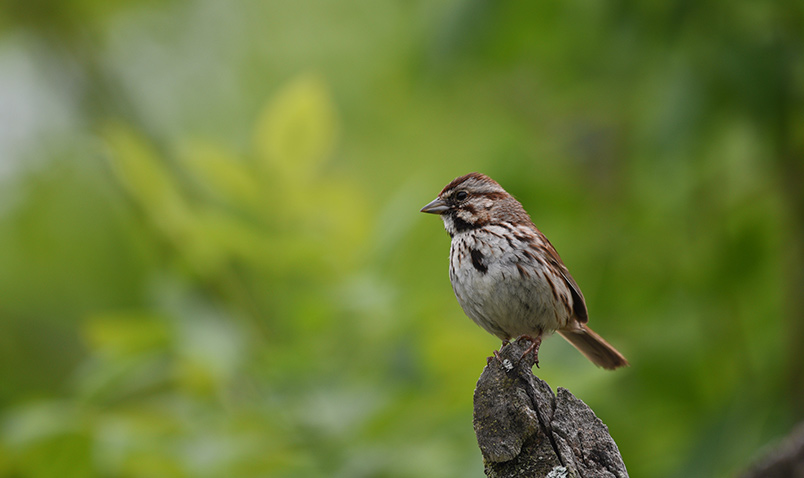 Song Sparrow Schlitz AUdubon