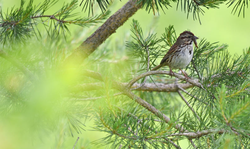 Song Sparrow on the summer solstice