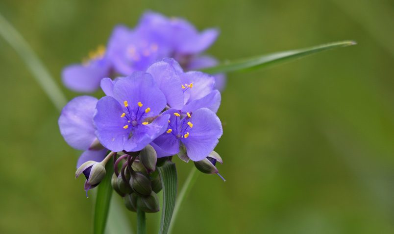 Spiderwort at Schlitz Audubon Summer Solstice