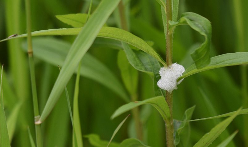 Spittlebug Schlitz Audubon Summer Solstice