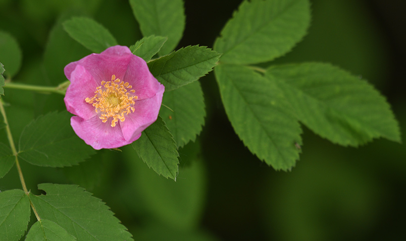 Wild Rose, or Wood Rose.