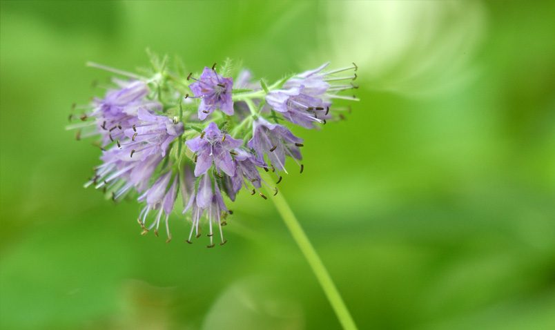 Walk in the Woods Virginia Waterleaf light purple Schlitz Audubon