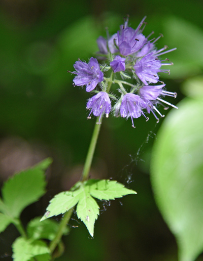 Walk in the Woods Virginia Waterleaf Purple Schlitz Audubon