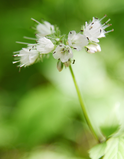 Walk in the Woods Virginia Waterleaf White Schlitz Audubon