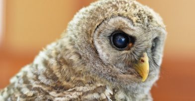 Perseus Barred Owl Schlitz Audubon
