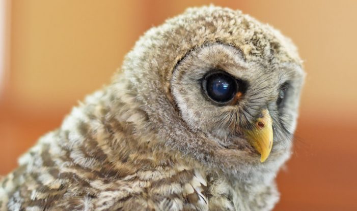 Perseus Barred Owl Schlitz Audubon