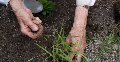 butterfly bend planting native plants