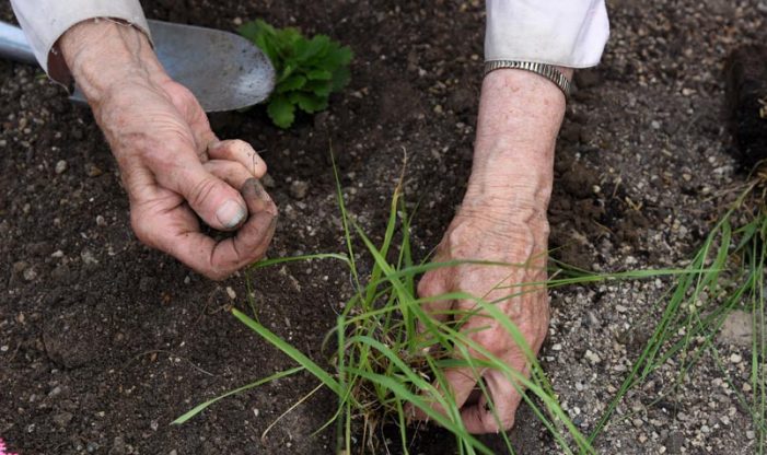 butterfly bend planting native plants