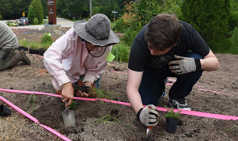 butterfly bend planting native plants