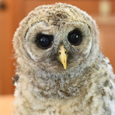 Perseus Barred Owl Schlitz Audubon