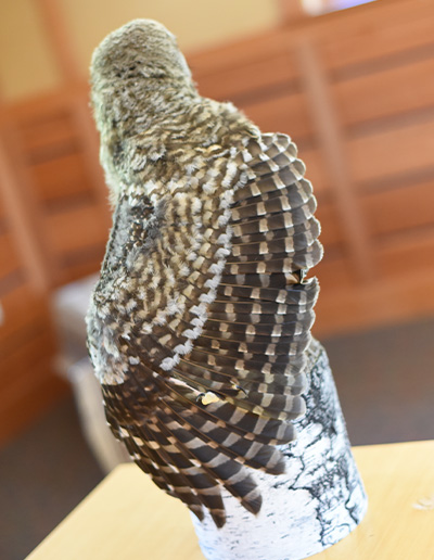 Perseus, Barred Owl, Schlitz Audubon Stretching