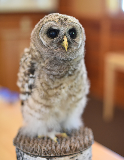 Perseus, Barred Owl