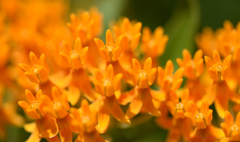 patches of bright color, Butterfly Weed at Schlitz Audubon