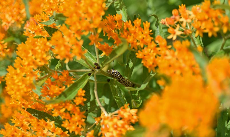 Butterfly Weed and Monarch Caterpillar at Schlitz Audubon