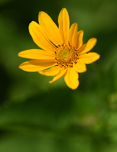 false sunflower and honey bee at Schlitz Audubon