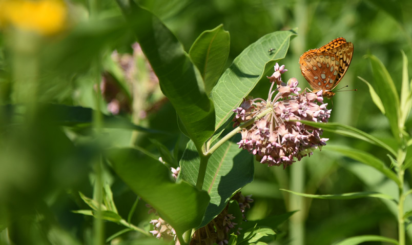 Great Spangled Fritillary on Common Milkweed