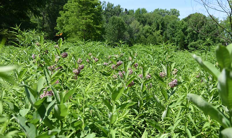 An area filled with Common Milkweed at the Center.