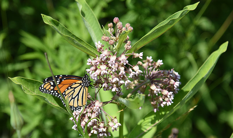 Monarch Butterfly eating Common Milkweed at Schlitz Audubon.