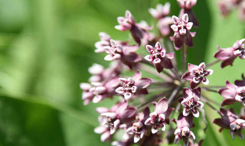 Common Milkweed