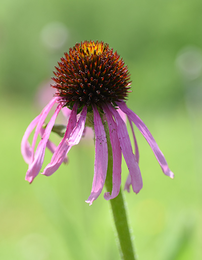 Pale Purple Coneflower Schltiz Audubon